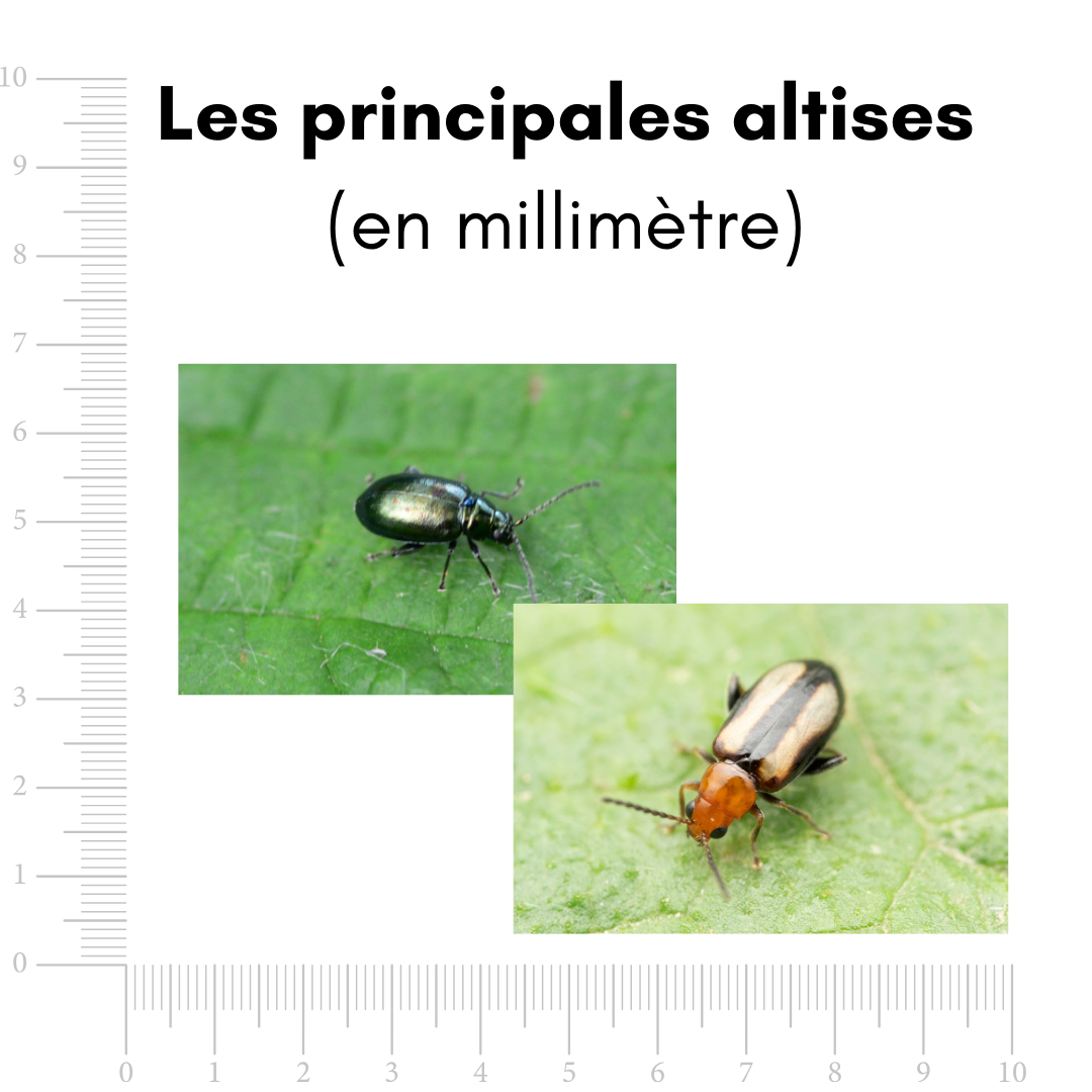ALTISTOP - piège à phéromone contre les altises
