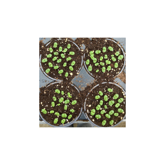 FiloGraine - Papier ensemencé - semis horticole