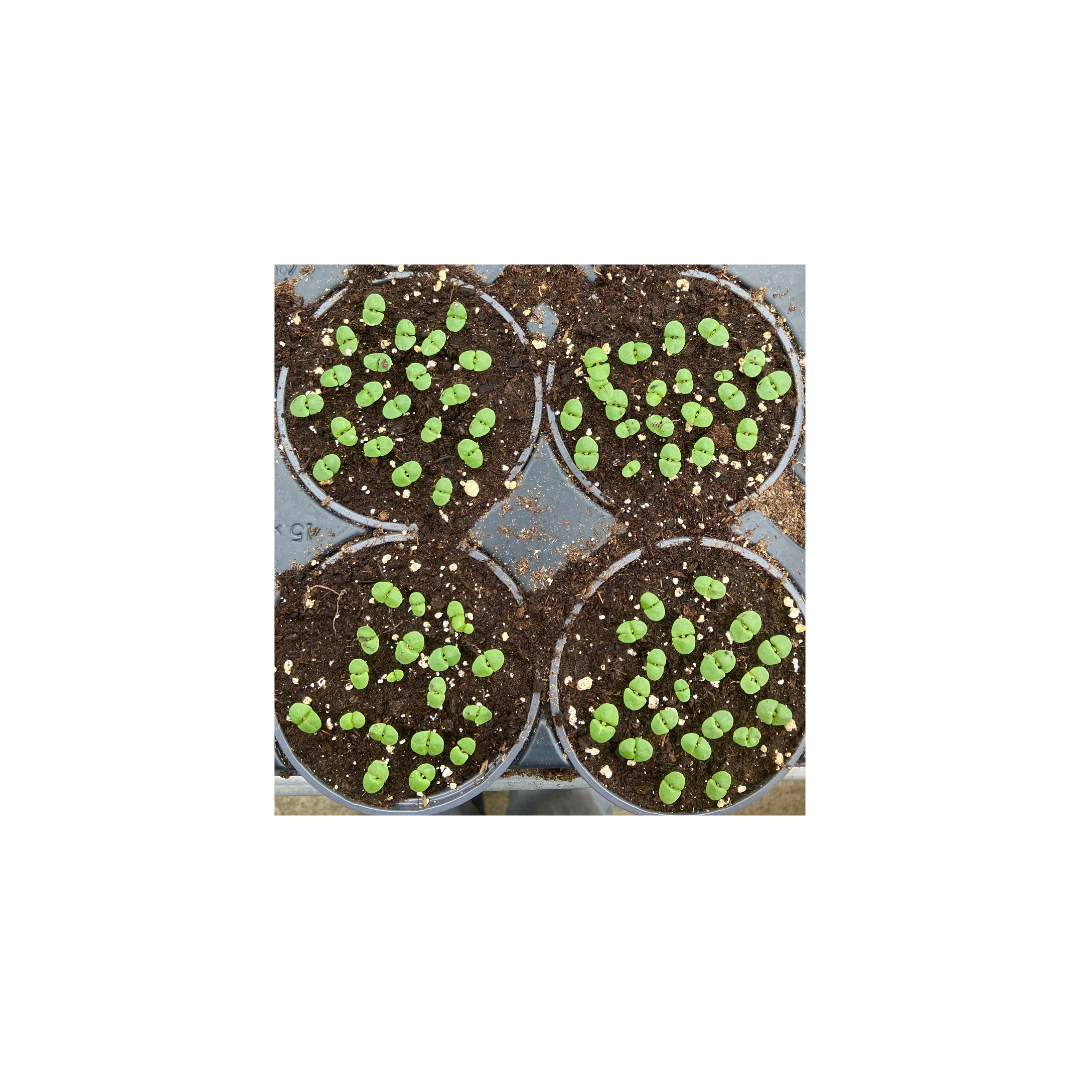 FiloGraine - Papier ensemencé - semis horticole