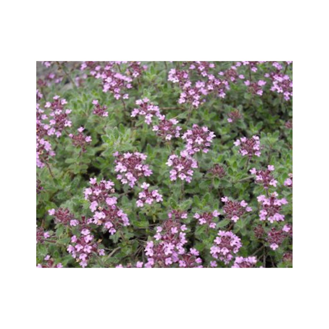 THYMUS CILIATUS - Alternative au gazon - VéG'écho Natur