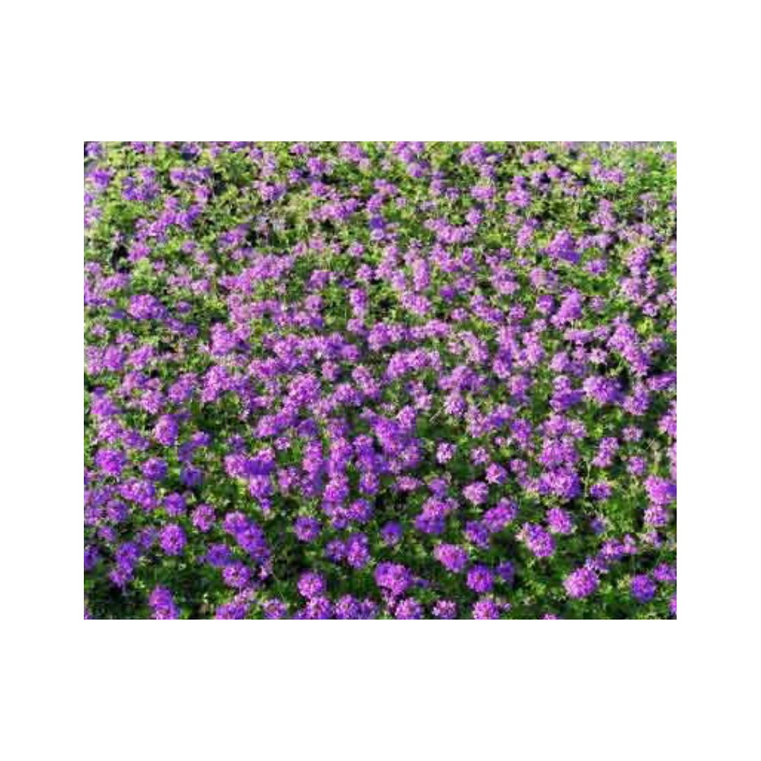 VERBENA TENUISECTA - Alternative au gazon - VéG'écho Natur